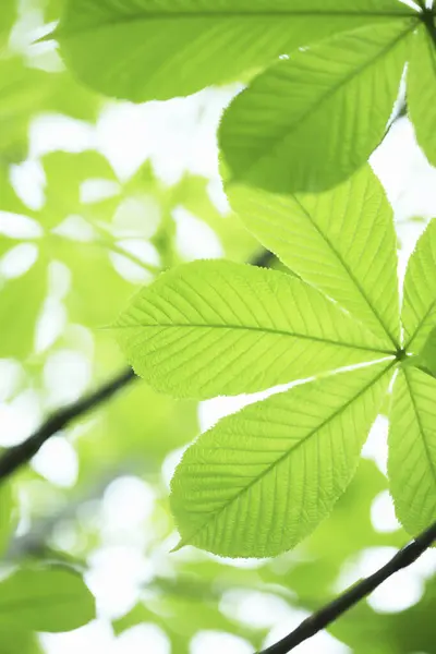 Крупним Планом Гілка Дерева Зеленим Листям Сонячному Світлі — стокове фото