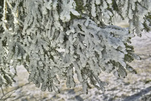 Galho Árvore Coberto Neve Com Chão Coberto Neve — Fotografia de Stock
