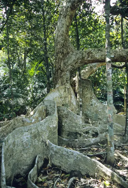 沖縄の大きな木根のクローズアップビュー — ストック写真