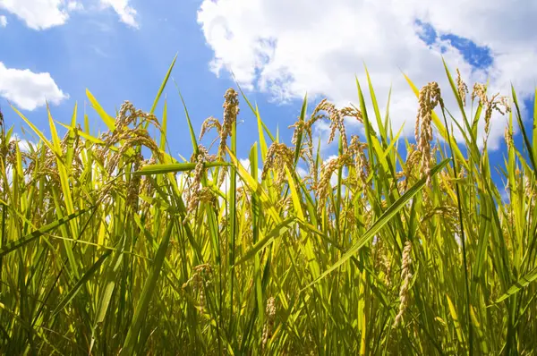Πράσινο Πεδίο Του Ρυζιού Καλοκαίρι — Φωτογραφία Αρχείου