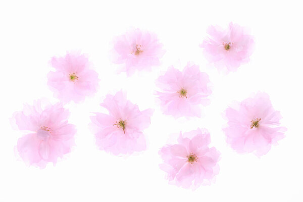 Pink flowers and petals isolated on white background 