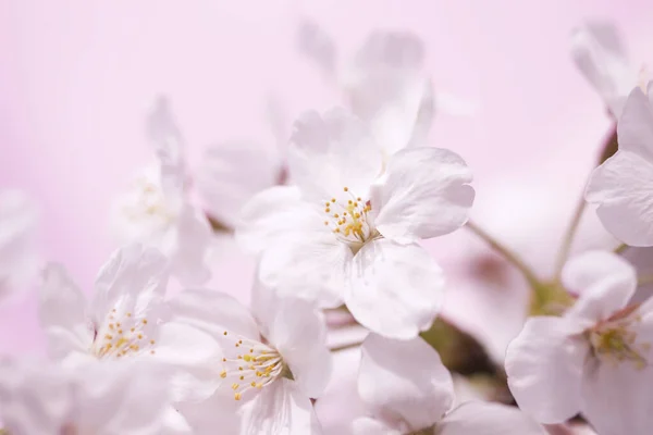 Beautiful Cherry Blossom Pink Background — Stock Photo, Image