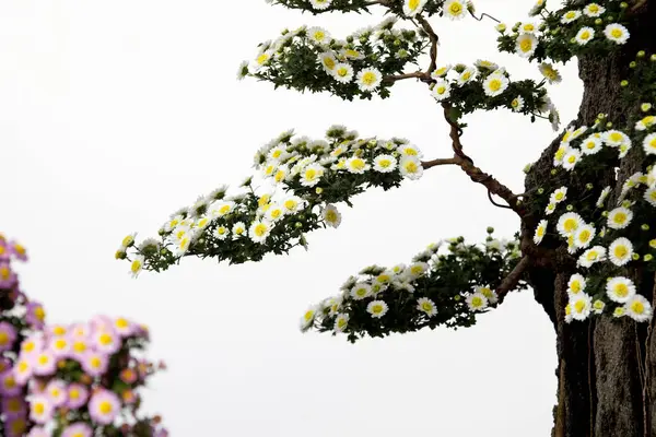 Beautiful Kikubonsai White Background — Stock Photo, Image