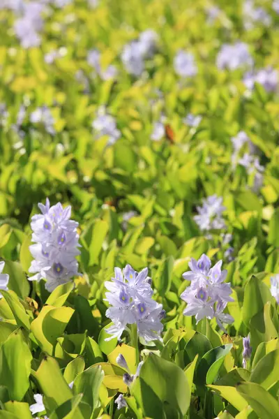 Bahçedeki güzel çiçekler