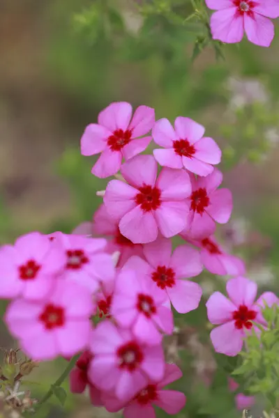 Όμορφο Ροζ Λουλούδια Φλοξ Στον Κήπο — Φωτογραφία Αρχείου