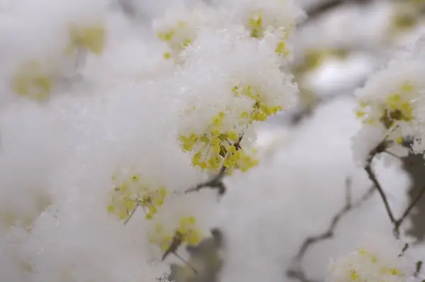 Hermoso Árbol Con Capullos Flores Cubiertos Nieve —  Fotos de Stock