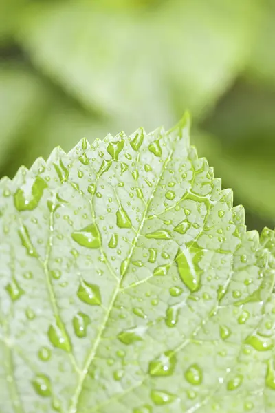 Zielone Liście Kroplami Wody — Zdjęcie stockowe