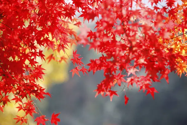 red maple tree in autumn season
