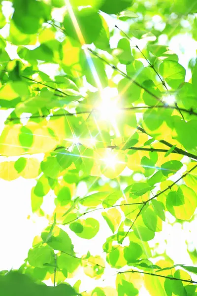 緑の葉と太陽光 自然の植物 — ストック写真