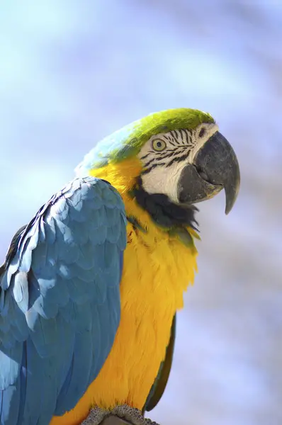 Cute Parrot Closeup Wild Nature — Stock Photo, Image