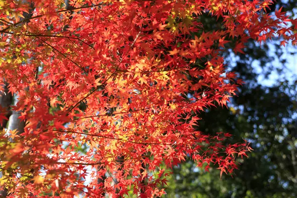 Ağaçlardaki Güzel Sonbahar Yaprakları Japonya Sonbahar Mevsimi — Stok fotoğraf