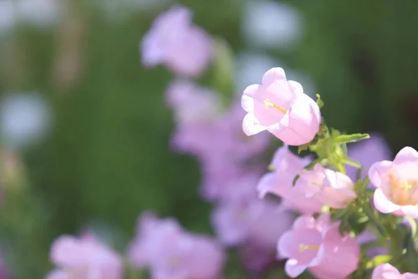 Violet Beautiful Flowers Garden Background Close — Stock Photo, Image