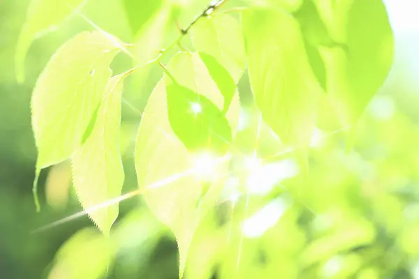 Зелене Листя Сонячними Променями Флора Природі Листя — стокове фото