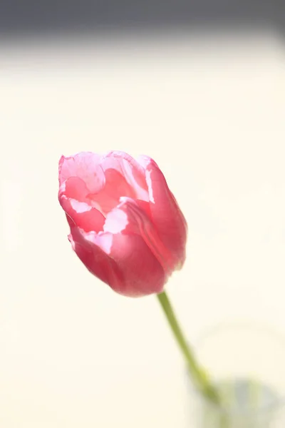 Gros Plan Rose Fleur Tulipe — Photo