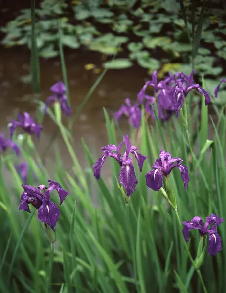 庭の美しい紫色のアイリスの花のクローズアップビュー — ストック写真