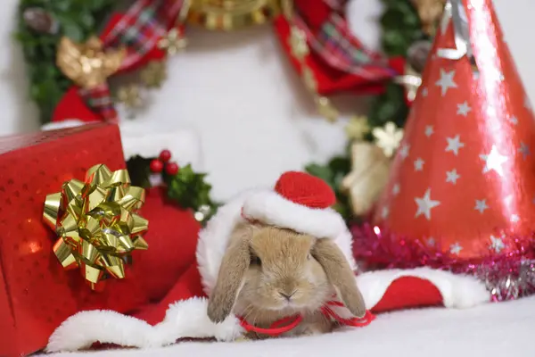 Niedliches Kaninchen Weihnachtsmann Klamotten Auf Hintergrund — Stockfoto