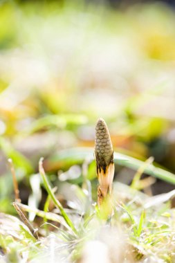 Yeşil yosun üzerinde bir mantarın yakın çekimi.