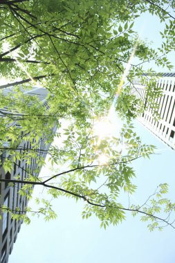 Modern ofis binaları ve alt manzaralı yeşil ağaç dalları. 