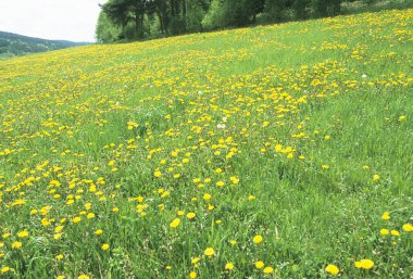 Bahçedeki güzel çiçekler