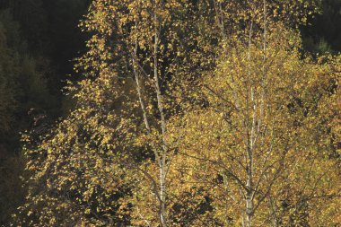 Renkli ağaçlarla dolu güzel sonbahar manzarası
