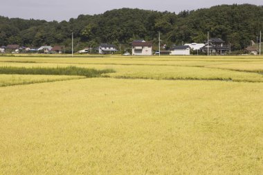 Japon kırsalındaki yeşil pirinç tarlası manzarası