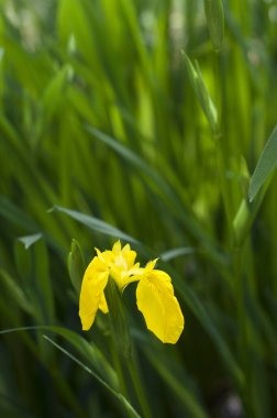 Bulanık arkaplanda sarı zambak çiçeğini kapat 
