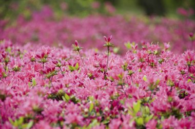 Bahçedeki güzel pembe çiçekler