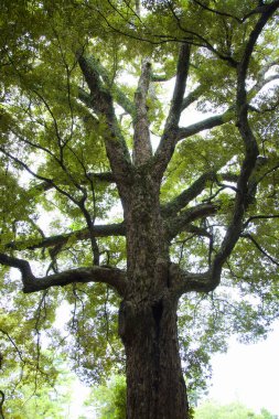 Yaz ormanında büyük gövdeli bir ağaç.