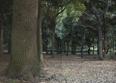 Baharda yeşil ormanın güzel manzarası      