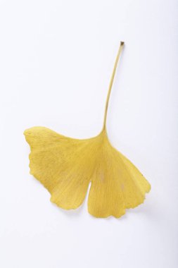 ginkgo biloba yaprak beyaz zemin üzerine