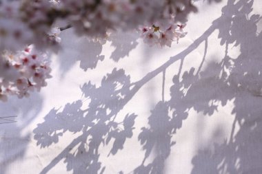 İlkbaharda kiraz ağacının çiçek açması. 