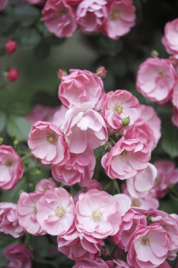 Bahçedeki güzel pembe güller