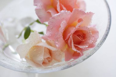 Yağmur damlalı güzel güllerin yakın plan görüntüsü       