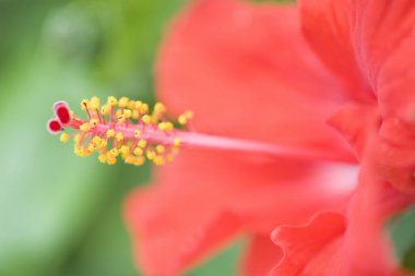 Bahçedeki güzel kırmızı amber çiçeği       