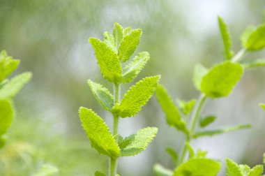 Yakın - doğadaki bir bitkinin yeşil yaprakları