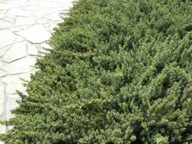 thuja ağacı dokusu arkaplanı