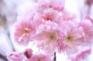 Bulanık arka planda güzel çiçek açan sakura çiçekleri, yakın plan. Bahar mevsimi