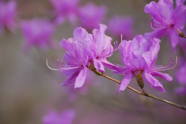 Bahçedeki güzel çiçekler