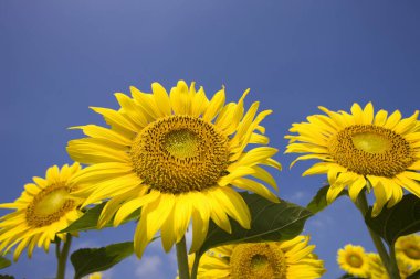 Güzel ayçiçeği tarlası. Doğa arkaplanı