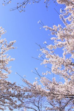 İlkbaharda kiraz çiçekleri, çiçek açan ağaçlar ve mavi gökyüzü. 