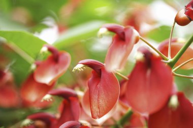 Kırmızı ve siyah çiçekler