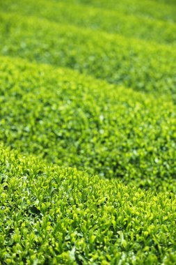 Yeşil çay çiftliği, manzarayı kapat.