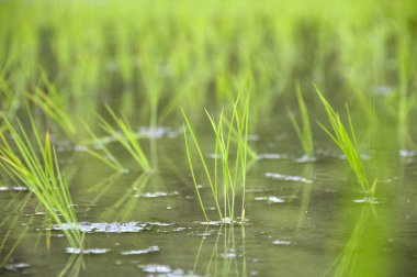 Pirinç tarlasında sularda yetişen pirinç bitkilerini kapatın.               