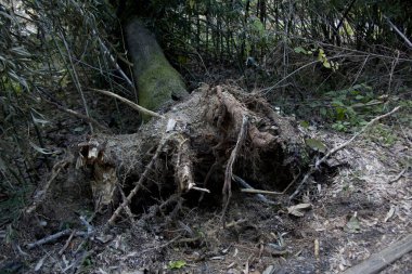 Kökü sökülmüş ağaç yerde yatıyor.