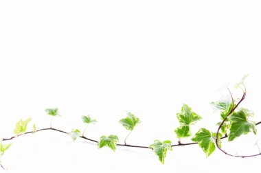 Ormanda güzel yeşil yapraklar