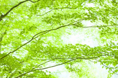 Parkta yeşil yapraklar, ağaçlar dallar, doğada bitki örtüsü    