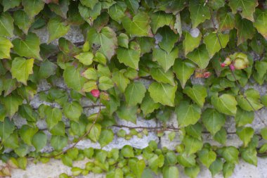 Eski duvarda yeşil sarmaşık