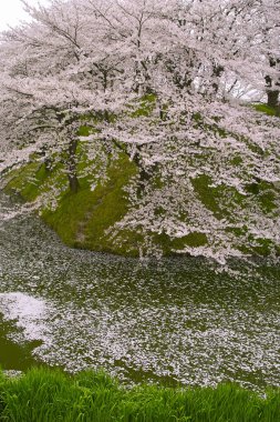 Güzel botanik fotoğrafı, doğal duvar kağıdı.