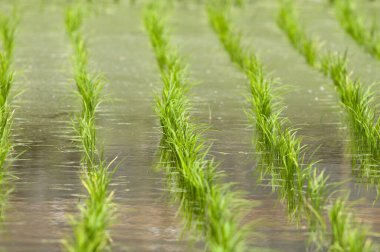 Yeşil pirinç tarlaları kırsal kesimde