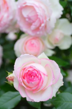 Güzel çiçeklerin açtığı manzarayı kapat.